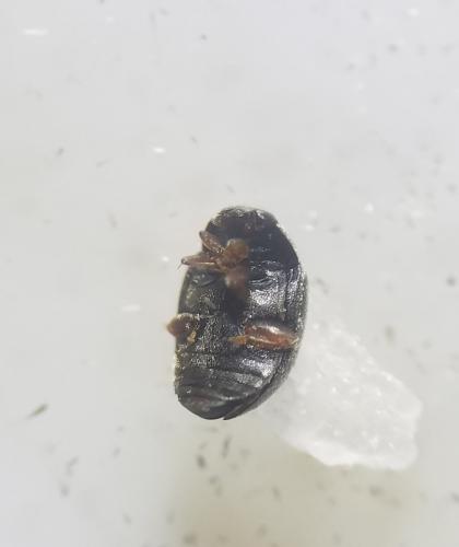 Nephus redtenbacheri